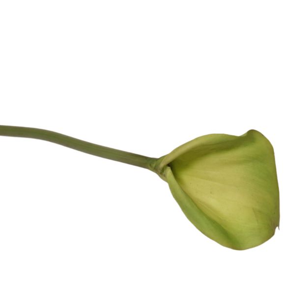 شاخه گل مصنوعی دوان مدل CALLA - تصویر 2